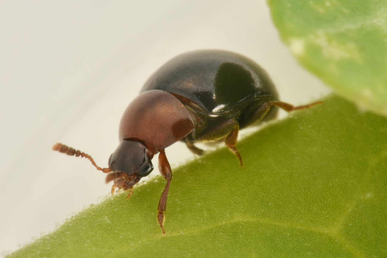 Amphicyllis globus, Leiodidae